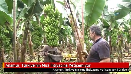 Anamur, Türkiye'nin Muz İhtiyacına Yetişemiyor