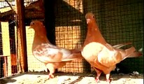 Best fancy pigeons breeding cage || Breeding pigeons loft daily activity || Pigeons Videos ||