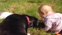 Cães Protetores de Grávidas e Crianças