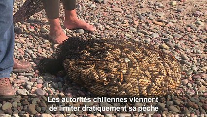 Le Chili au secours de la macha, mollusque star de sa cuisine