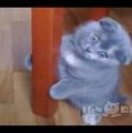 ロシアンブルーの子猫、ぴょんぴょん跳ねてアピールが超カワイイ！