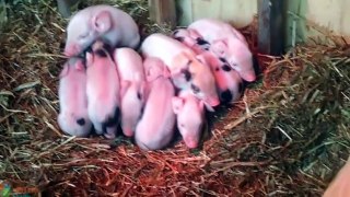 Awesome mother pigs and their piglets - The Animals On The Farm - Farm animals name and sound Full