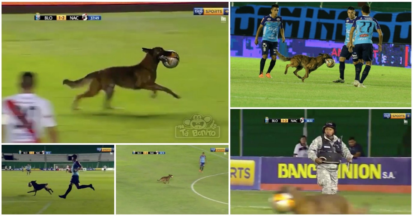 Cão polícia invade terreno de jogo e "rouba a cena " em jogo de futebol