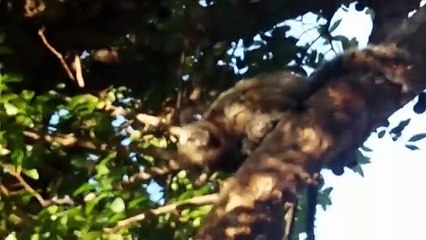 Jabuticaba (no sound)