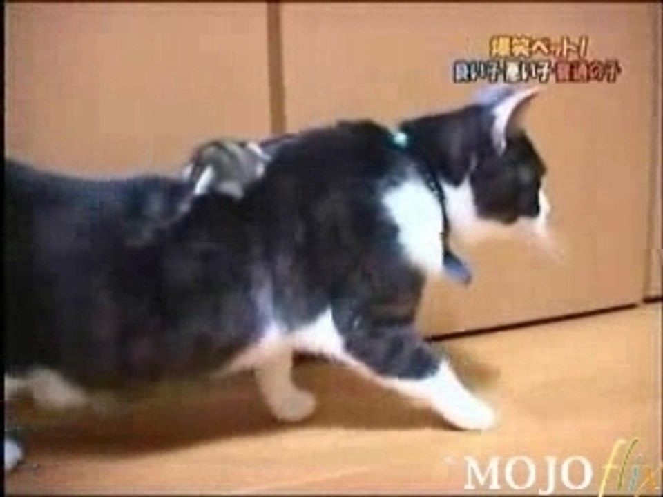 Chat1
