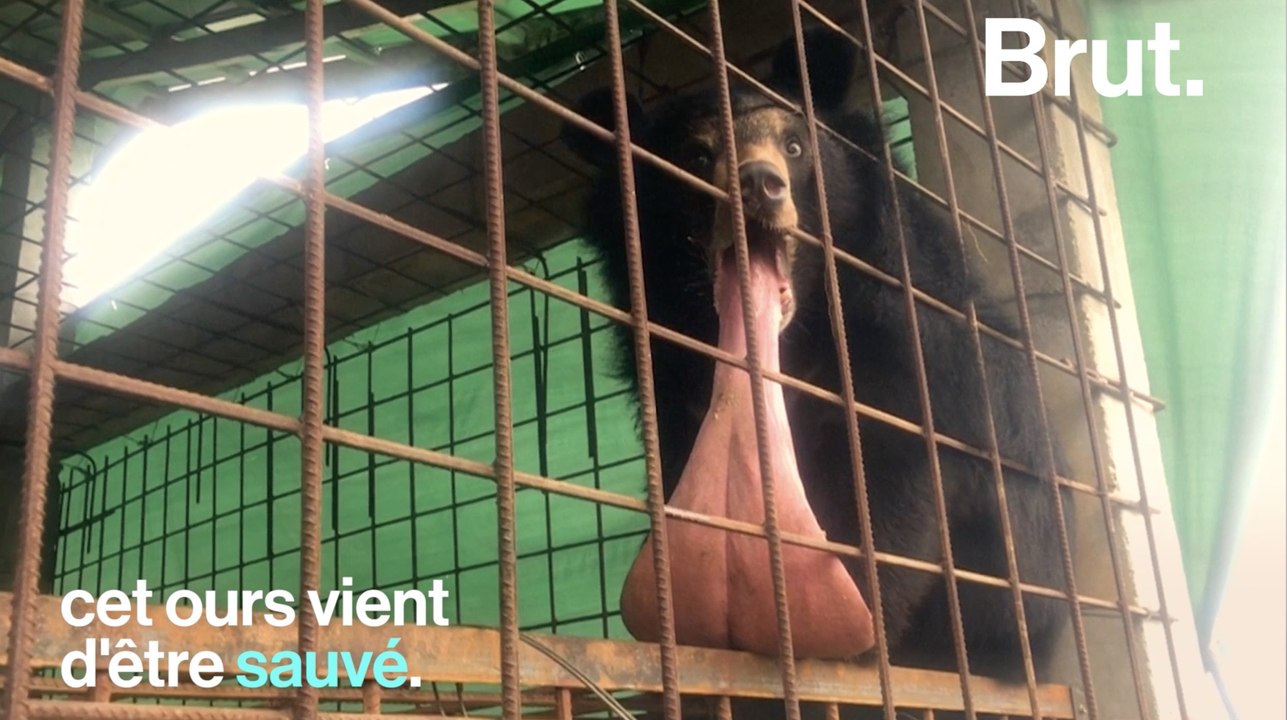 Un ours atteint d'une "langue géante" en Birmanie