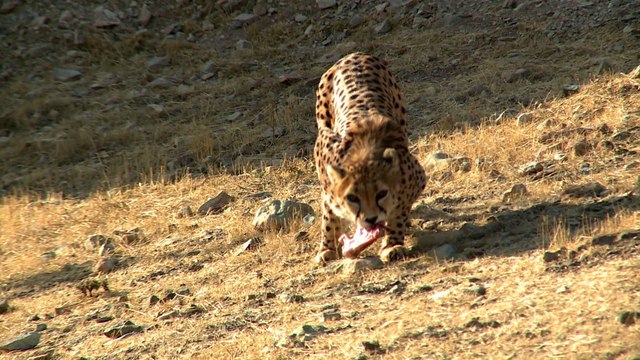 L'Iran se mobilise pour sauver les derniers guépards d'Asie