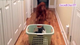 「おもしろ犬 」思わずに笑っちゃう　猫を怖がる犬の動画集 2016 HD #5