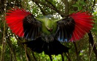 Loài chim với đôi cánh màu  đỏ nhảy nhót trên cành ăn trái cây