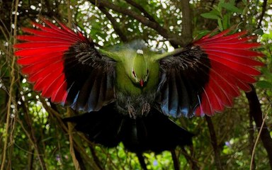 Loài chim với đôi cánh màu  đỏ nhảy nhót trên cành ăn trái cây