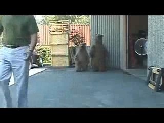 Momma and Baby Bear Suits Testing