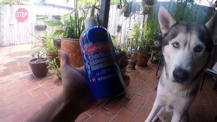 My Husky Doesnt Want a Bath!