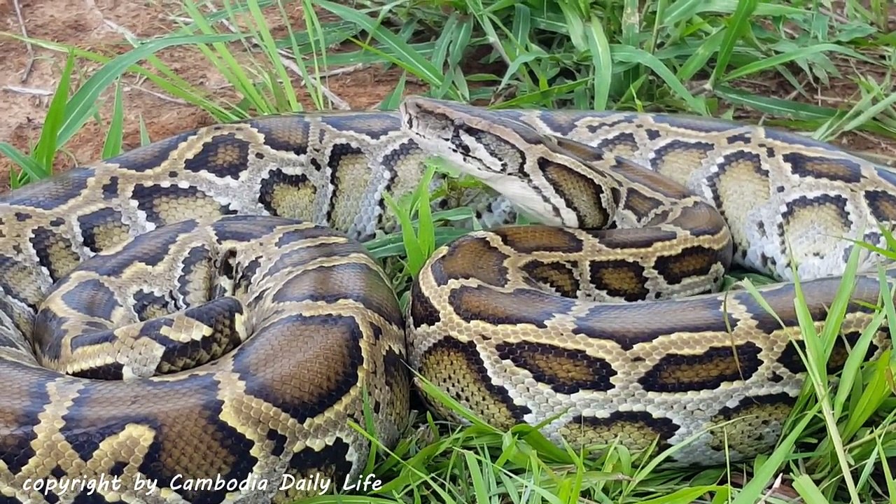 Terrifying!! Brave Boys Catch Two Biggest Snakes While Digging Hole - How To Catch Big Sna
