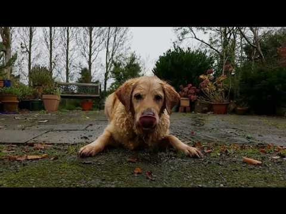 Thirsty Golden Retriever Just Loves This Garden Hose
