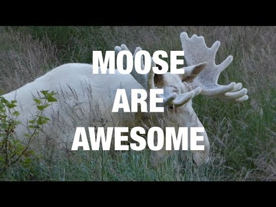 Incredible Encounters With Moose