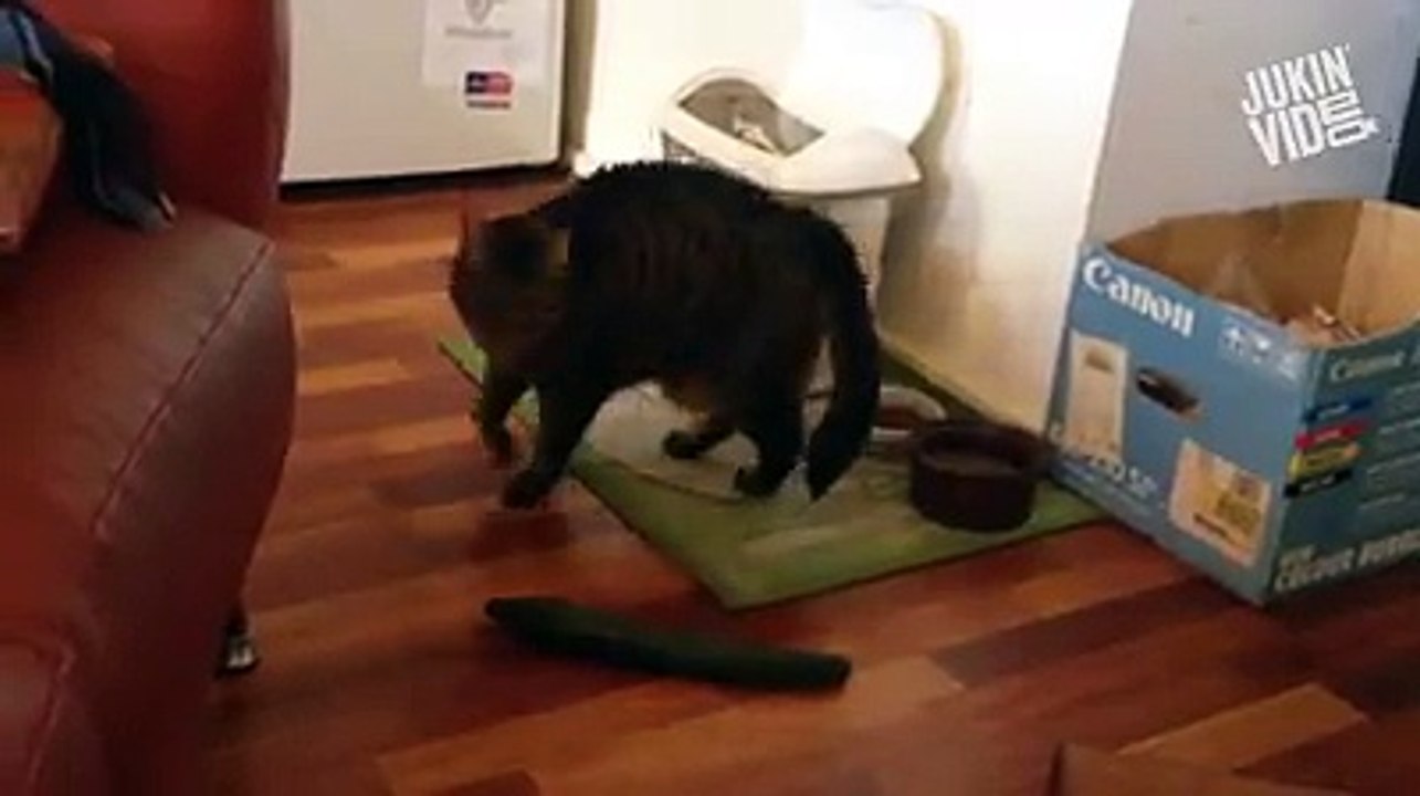 Cats vs Cucumber