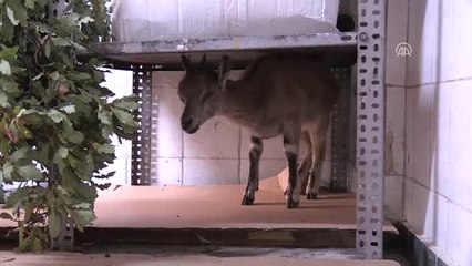 Hasta Yaban Keçisine Şefkat Eli