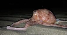 Locals Baffled as Dozens of Octopuses Come Ashore Along Welsh Beach