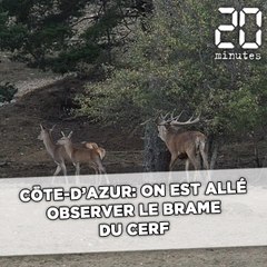 Côte d'Azur: On est allé observer le brame du cerf