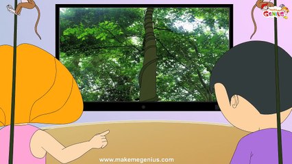 Rainforest for Kids - Biome Fs ,Layers,Animals,Flora