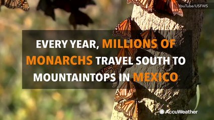 What is the great monarch butterfly migration?