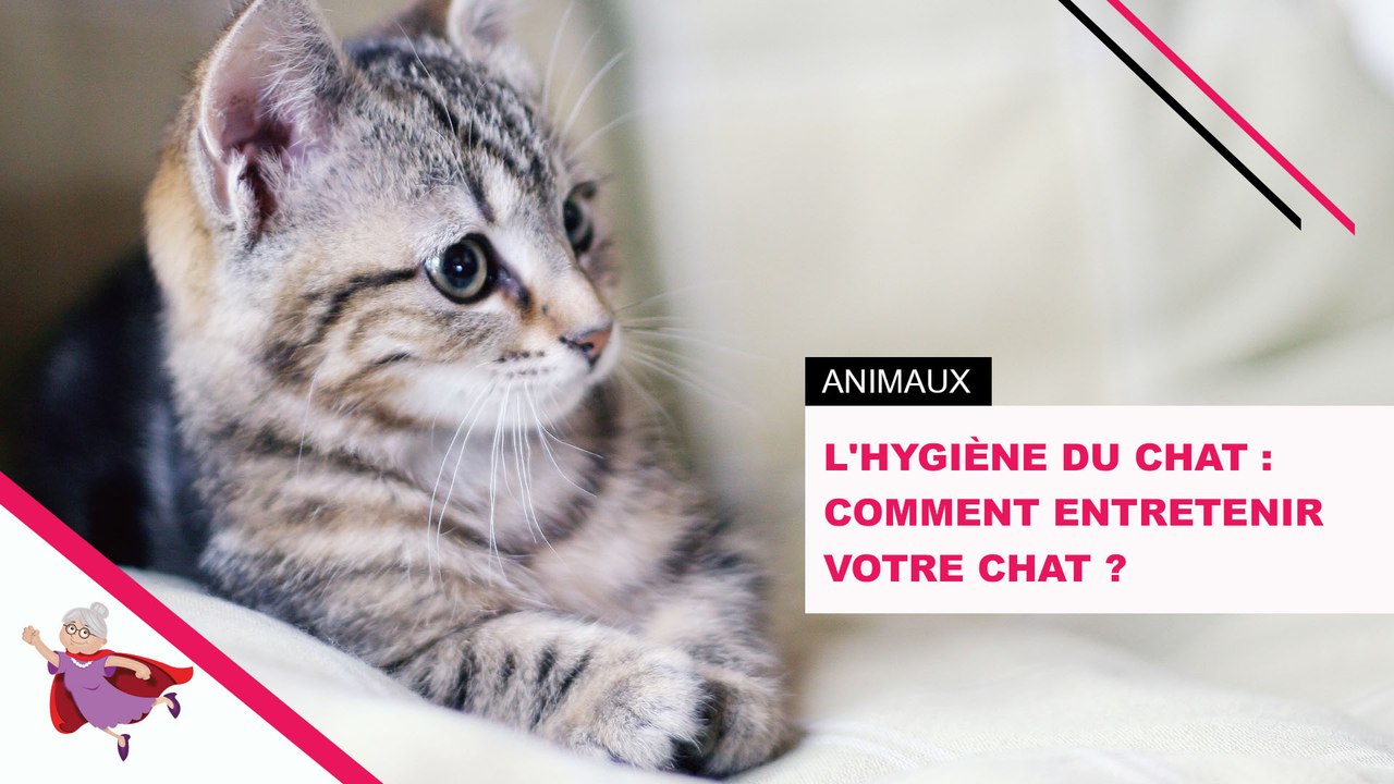 L'hygiène du chat : comment entretenir votre chat ?