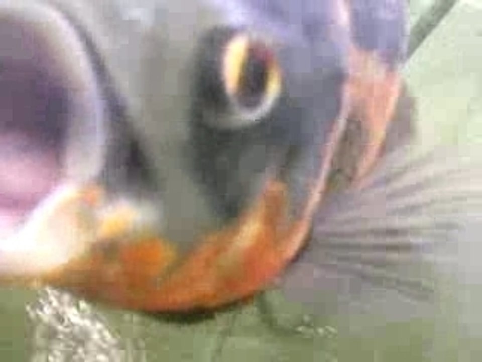 Poisson méchant!!!