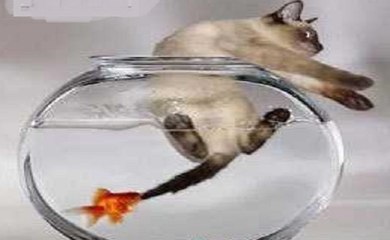 Gatos Em Falhanços e Tristes Figuras