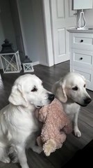 Deux chiens mangent des friandises en tenant leur peluche