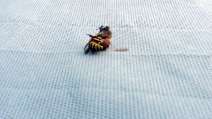 Une guêpe découpe une abeille en deux pour la donner à manger à ses larves !