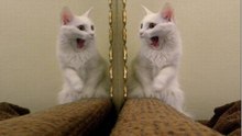 Gatos Vs Espelhos