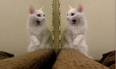 Gatos Vs Espelhos