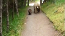 Somebody goes walk the dog, somebody grizzly mom with her cubs...