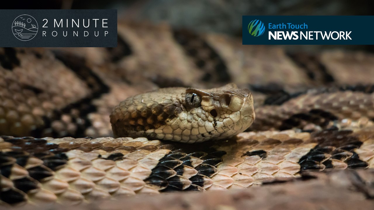 Rhino horn trackers, croc-hippo battle & an albino civet