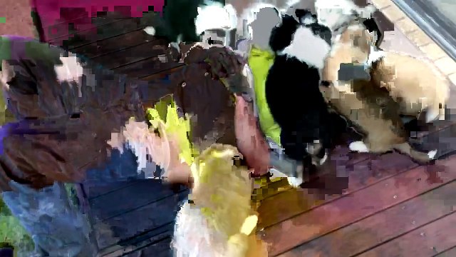 Un homme se fait câliner et lécher par une armée de chiots