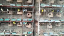 Budgies Parrots ke Cages ki Progress Masha allah good in Urdu/Hindi.