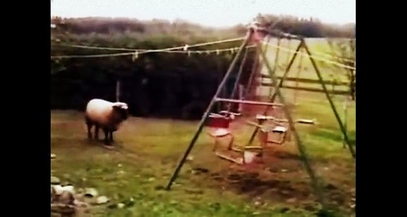 amazing videos of the world __ amazing and funny videos __ amazing videos 2017