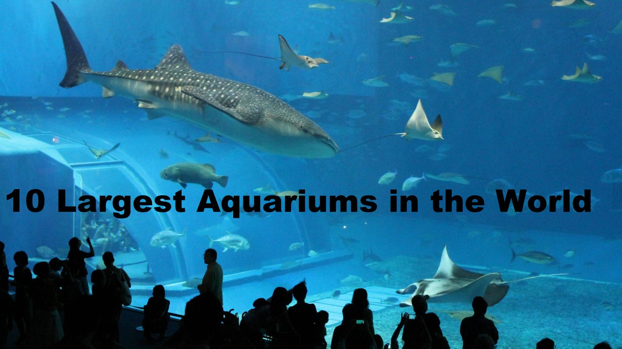 10 Largest Aquariums in the World