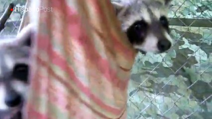 Mapaches se dan la gran vida en una hamaca