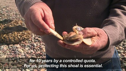 Chile flies to the aid of the macha, star mollusk of its cuisine