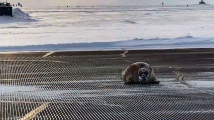 Enorme foca paraliza la pista de despegue de aeropuerto