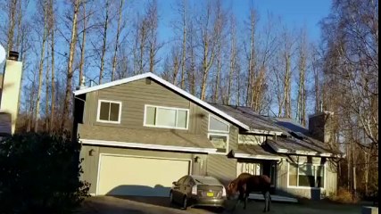 Kanada da bir geyik park halindeki araçlara saldırdı