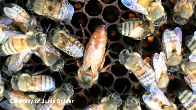 Glasgow, VA Is Buzzing With New Pollinators at Mohawk Plant | Mohawk Industries