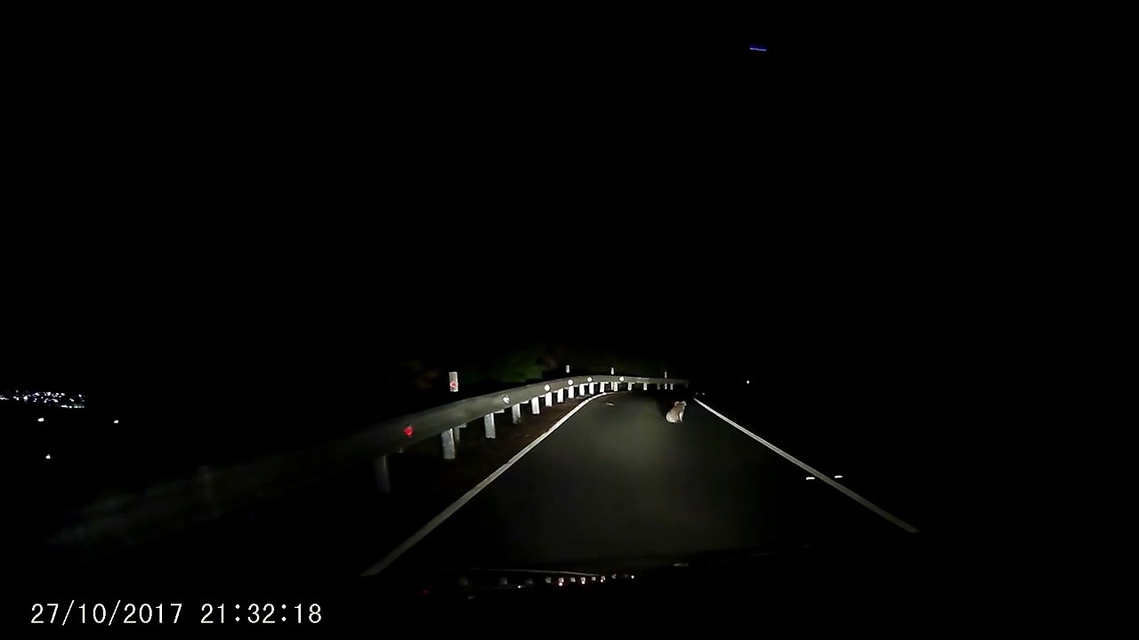 Koala Causes a Little Traffic Jam