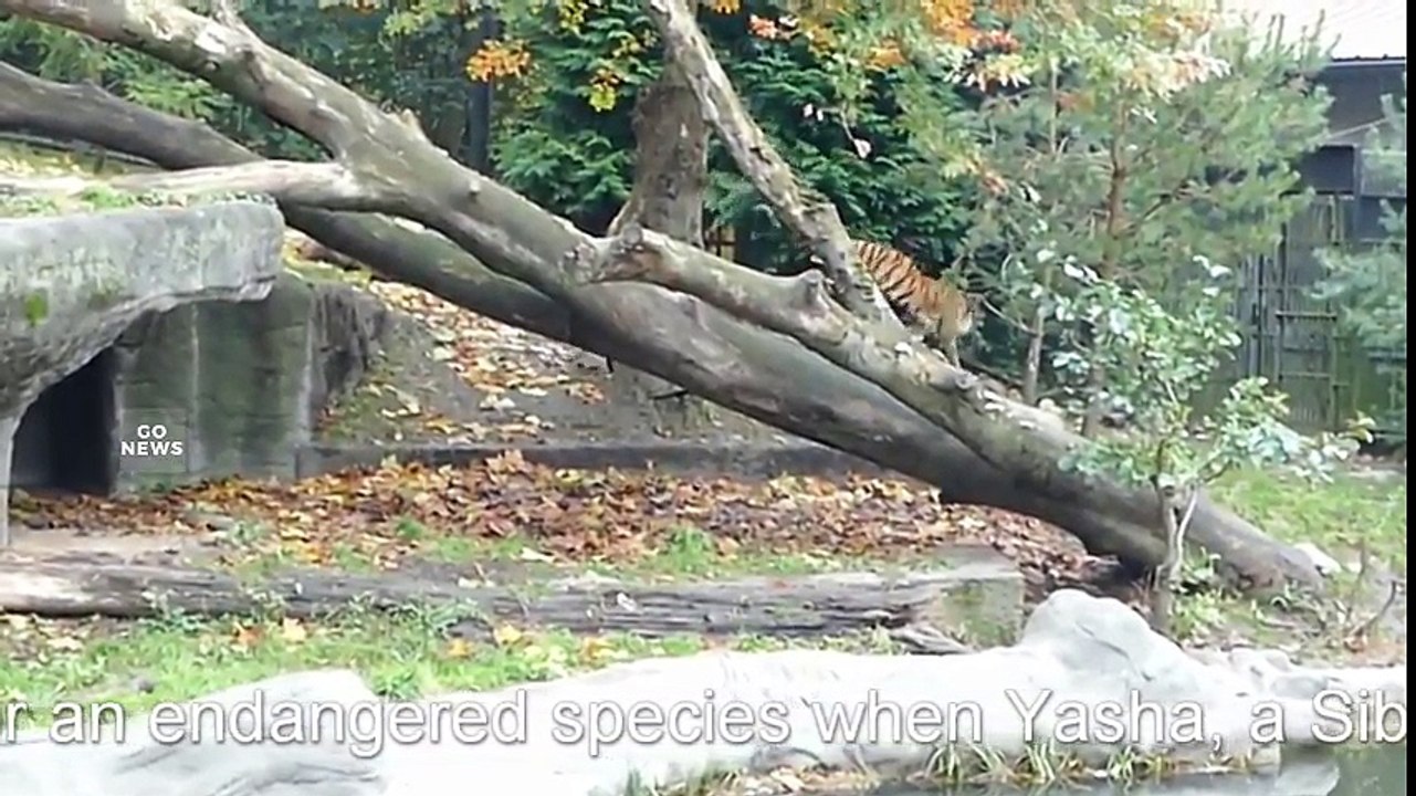 Mom Siberian Tiger Takes New Kids Out To Meet Dad