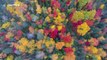 Gorgeous 4K drone footage of fall foliage in Newfoundland