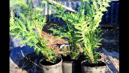 How to plant 1 gal Green Giant Arborvitae