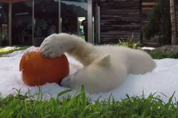 Polar Bear Cub Plays With Halloween Pumpkins