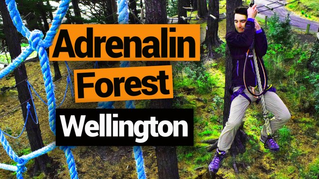 Adrenalin Forest in Wellington - New Zealand's Biggest Gap Year – Backpacker Guide New Zealand