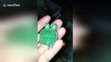 Rare two-headed turtle running across the ground in Thailand